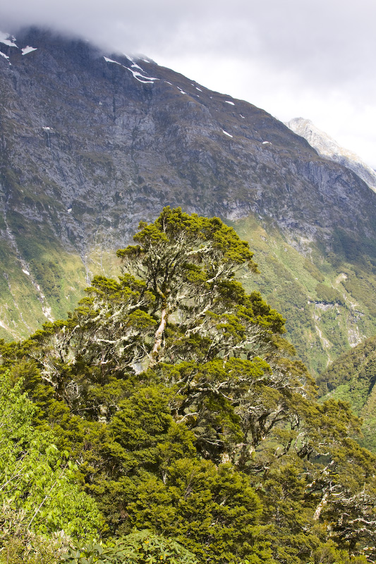 Forest And Mountainside